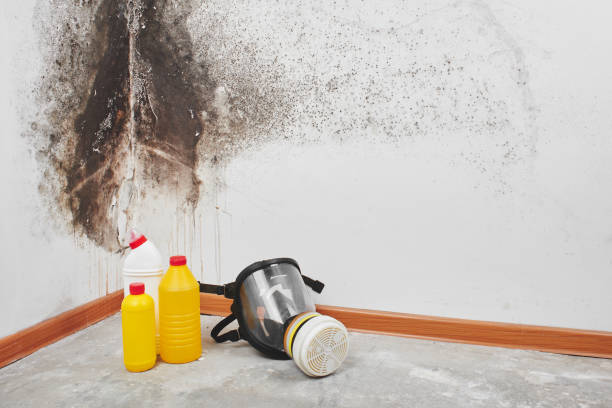 Certified Mold Removal in Silver Lake, OH