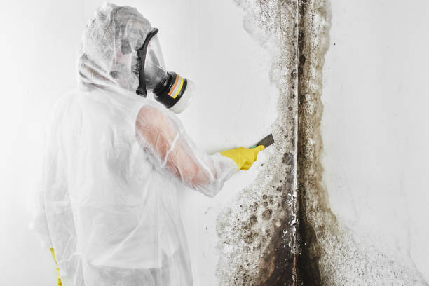 Best Mold Removal Company Near Me  in Silver Lake, OH