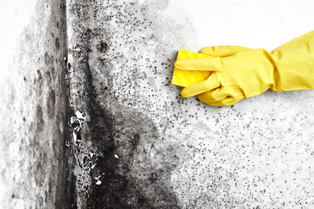 Mold Testing and Removal in Silver Lake, OH