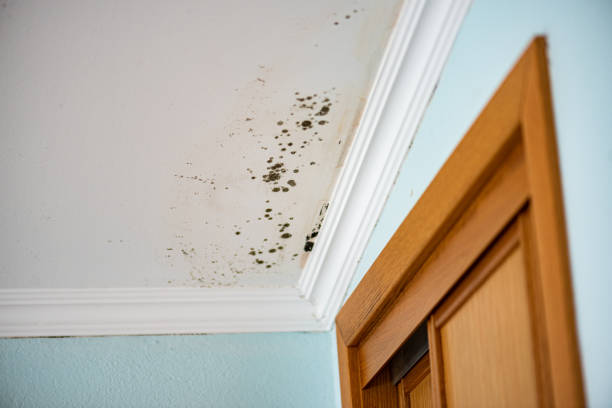 Best Home Mold Removal  in Silver Lake, OH