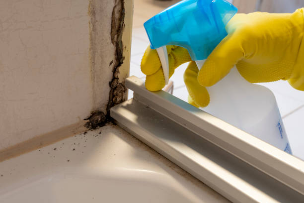 Best Affordable Mold Removal  in Silver Lake, OH