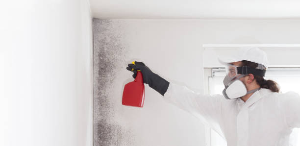 Attic Mold Removal in Silver Lake, OH