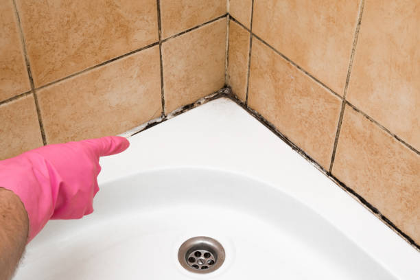 Office Mold Removal Services in Silver Lake, OH